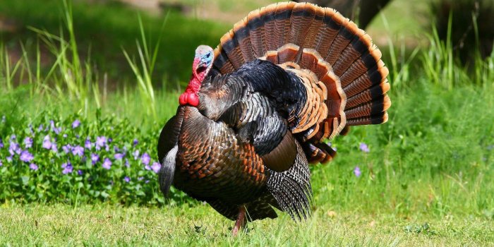 1920x1200 Free Turkey Wallpapers