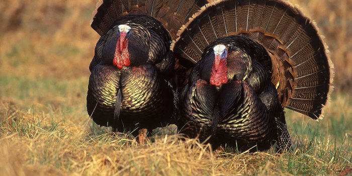 2100x1500 Strutting Wild Turkey Wallpapers - Top Free Strutting Wild Turkey  Backgrounds - WallpaperAccess