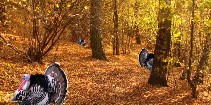 1024x768 Turkey Thanksgiving - 1024x768 Wallpaper - teahub.io