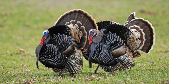 2126x1412 Wild Turkey Wallpapers - Top Free Wild Turkey Backgrounds - WallpaperAccess