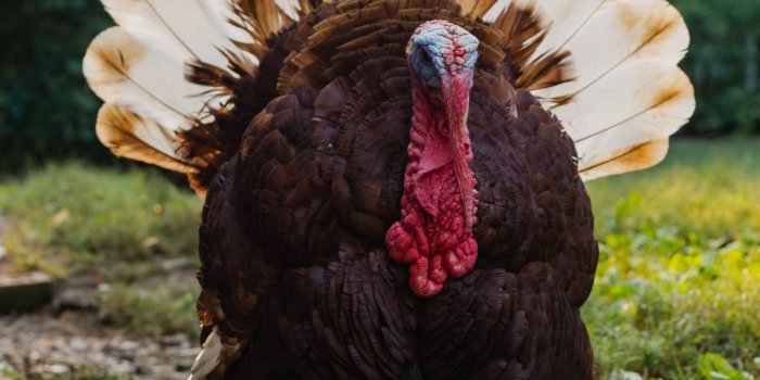 2048x3072 Turkey iPhone Wallpaper | The 45 Best Thanksgiving iPhone Wallpaper Ideas  That'll Make You Feel Festive | POPSUGAR Tech Photo 16