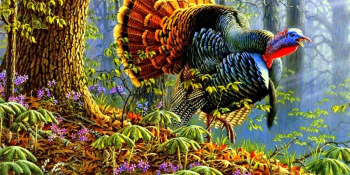 1024x768 43+] Wild Turkey Desktop Wallpaper on WallpaperSafari