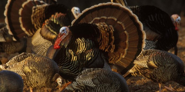 1572x1050 Free Turkey Wallpapers