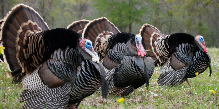 1600x1200 Wild Turkey Desktop Backgrounds