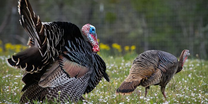 1600x1200 Wild Turkey Desktop Backgrounds