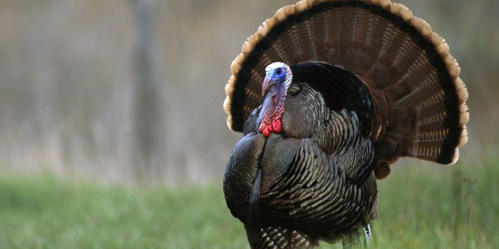 1999x1333 Turkey Gobbler Wallpapers - Top Free Turkey Gobbler Backgrounds -  WallpaperAccess