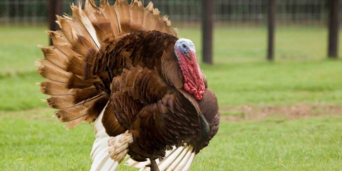 1920x1200 7 Fantastic HD Turkey Bird Wallpapers