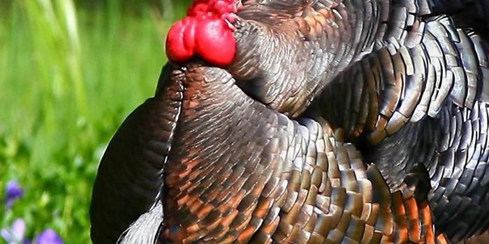 1284x2778 turkey iPhone Wallpapers Free Download