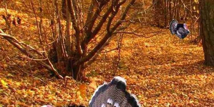 750x1334 Turkey Animals 2015 Thanksgiving iPhone 6 Wallpapers Fall Leaf Desktop  Background