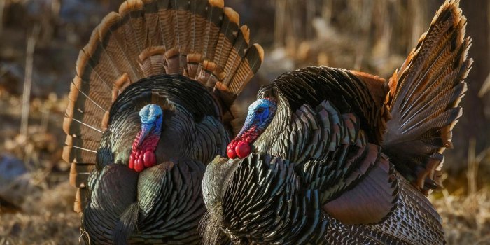 1332x850 Wallpaper bird, tail, Turkey, turkeys, wild turkey images for desktop,  section животные - download