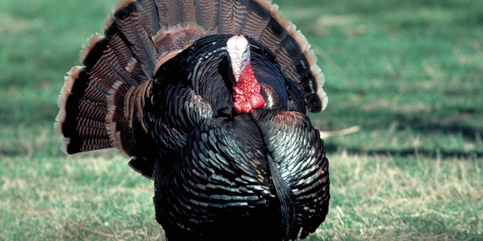 1600x1200 Wild Turkey Desktop Backgrounds