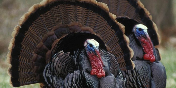 1024x768 Free Turkey Wallpapers