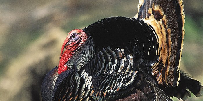 1500x2100 Realtree Turkey Hunting Wallpaper - Turkey Hunting Wallpaper Iphone -  1500x2100 Wallpaper - teahub.io