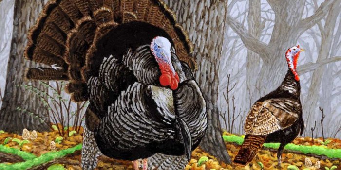 1152x824 Free download Turkey Bird HD Wallpapers Hd Wallpapers [1152x824] for your  Desktop, Mobile & Tablet | Explore 43+ Wild Turkey Desktop Wallpaper | NWTF  Wallpaper, Free Turkey Desktop Wallpaper, Turkey Wallpaper for