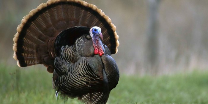 1920x1080 Turkey wallpaper | 1920x1080 | #46742