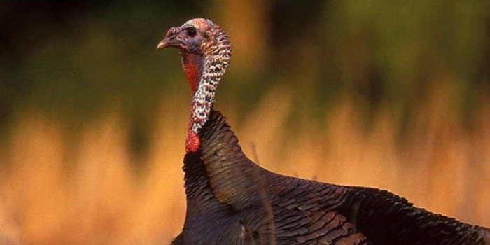 720x1280 Wild Turkey Hunting Wallpapers WeSharePics Desktop Background
