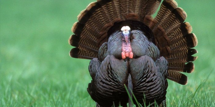 1200x1800 Big Turkey Wallpapers - Top Free Big Turkey Backgrounds - WallpaperAccess