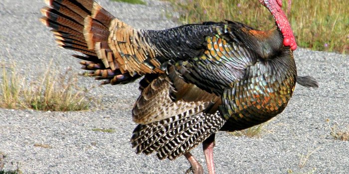 1600x1200 Free Turkey Wallpaper download - Animals Town