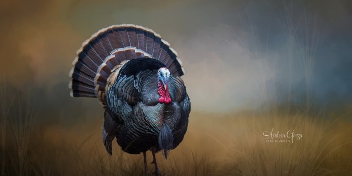 1332x850 Wallpaper background, bird, Turkey images for desktop, section животные -  download
