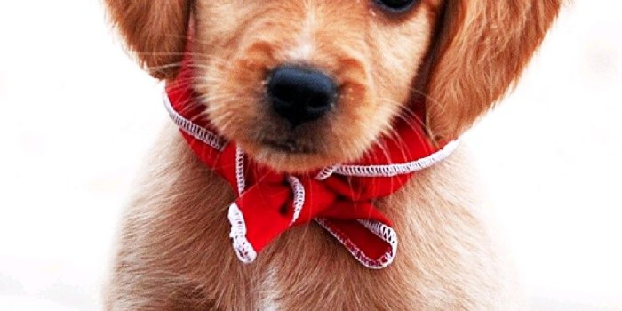 1080x2280 360 Dogs / Puppys Wallpaper ideas | dogs, puppies, cute dogs