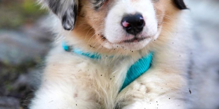 1000x1500 Puppy Wallpapers: Free HD Download [500+ HQ] | Unsplash