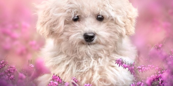 2932x2932 2932x2932 Cute Dog Ipad Pro Retina Display Wallpaper, HD Animals 4K  Wallpapers, Images, Photos and Background - Wallpapers Den