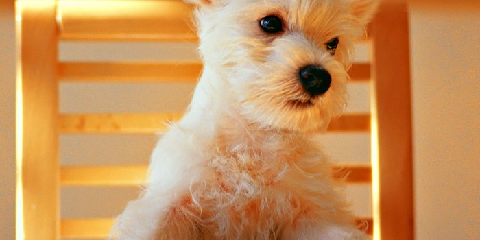 2048x2048 50 HD Dog iPad Wallpapers