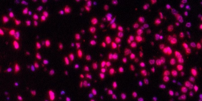 1080x2340 WhatsApp Background Wallpaper - 61