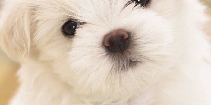 1536x2048 Maltese Puppy Wallpaper Data Src Cute Dog Backgrounds - Cute Dog Wallpaper  Iphone - 1536x2048 Wallpaper - teahub.io