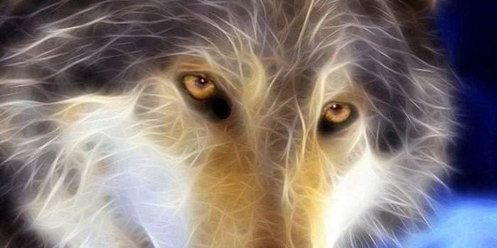 733x1305 WhatsApp Wallpapers Wolf - Wolf-Wallpapers.pro