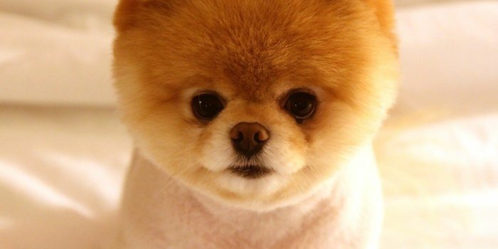 1400x1050 66+ Cute Dog Wallpapers: HD, 4K, 5K for PC and Mobile | Download free  images for iPhone, Android