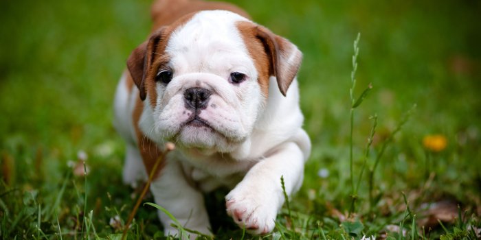 3910x2597 Cute Dog Wallpapers - Top Free Cute Dog Backgrounds - WallpaperAccess