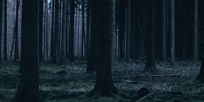 736x1309 Whatsapp Wallpapers - Dark Forest Wallpapers For Iphone - 736x1309 Wallpaper  - teahub.io