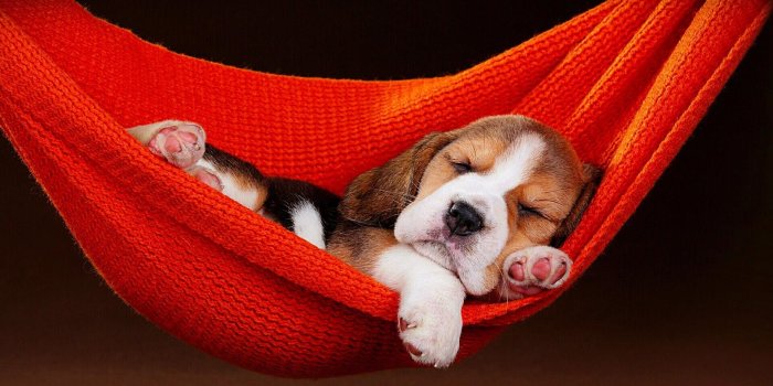 1920x1080 Dog wallpaper, puppy, sleeping, hammock, cute, doggie, doggy • Wallpaper  For You HD Wallpaper For Desktop & Mobile