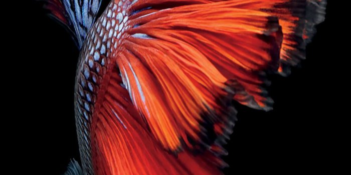 1080x1921 iPhone 7 Wallpaper | iphone 7 wallpapers, iphone wallpaper, iphone