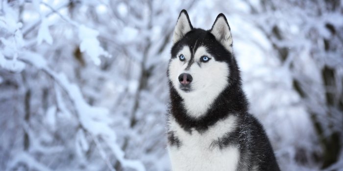1920x1280 My Husky Dog HD Wallpapers New Tab Theme - MyStart