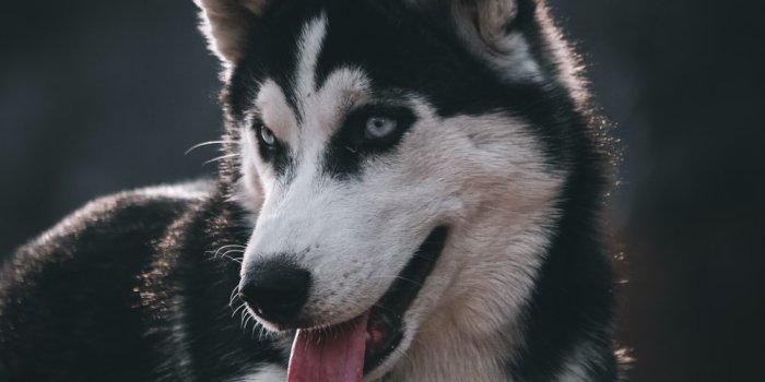 1000x1500 Husky Wallpapers: Free HD Download [500+ HQ] | Unsplash