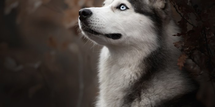 2048x2048 2048x2048 Siberian Husky Dog Breed Ipad Air HD 4k Wallpapers, Images,  Backgrounds, Photos and Pictures