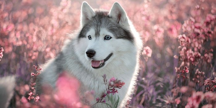 1332x850 Cute Huskies Wallpapers