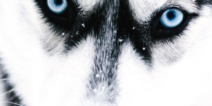 891x1584 31+] Husky Backgrounds on WallpaperSafari