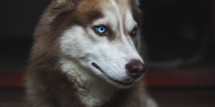 1000x1500 500+ Siberian Husky Wallpapers [HD] | Download Free Images & Stock Photos  On Unsplash