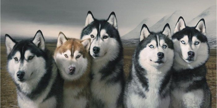 1920x1080 Husky Desktop Wallpapers - Top Free Husky Desktop Backgrounds -  WallpaperAccess