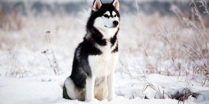 1703x1080 Funny Siberian Husky Wallpaper Hd - l2sanpiero
