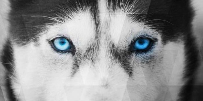 720x1280 Siberian Husky Wallpapers for Android - APK Download