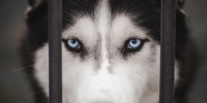 1000x1551 500+ Siberian Husky Wallpapers [HD] | Download Free Images & Stock Photos  On Unsplash