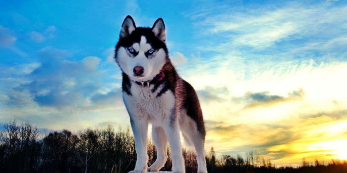 1920x1080 Husky wallpaper | 1920x1080 | #46267