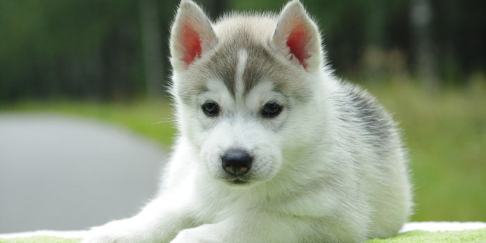 2560x1600 Puppy Husky Wallpapers Desktop Background
