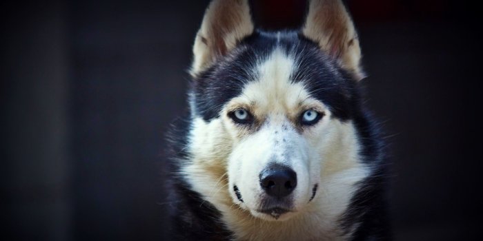 1920x1080 Awesome Husky Wallpaper 43725 1920x1080px