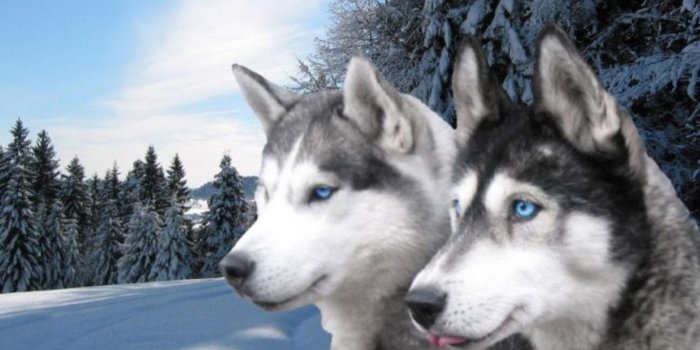 1600x900 26+] Siberian Husky Wallpapers on WallpaperSafari