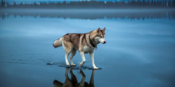 2880x1800 2880x1800 Siberian Husky Macbook Pro Retina HD 4k Wallpapers, Images,  Backgrounds, Photos and Pictures